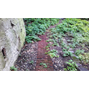 Ancora ben conservato il sentierino in mattoni e ciottoli che attraversava il giardino. Una linea rossa nel verde. (Michele Morabito)