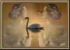 donneecigno_small.jpg