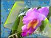 photo7_small.jpg