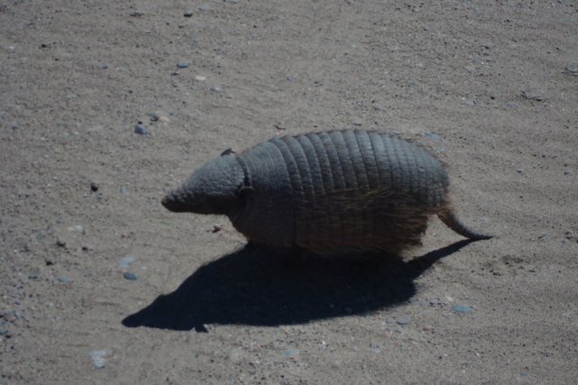 armadillo.jpg