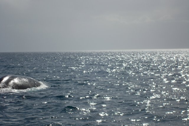 balena2.jpg