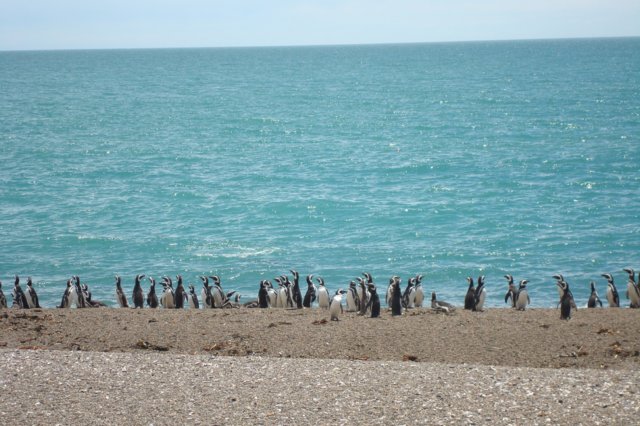 pinguini.jpg