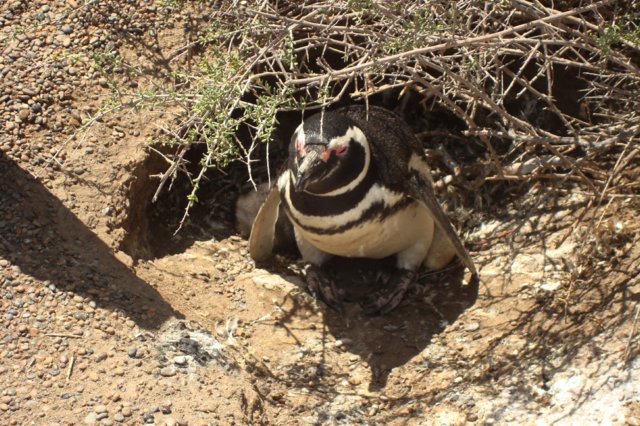 pinguini4.jpg