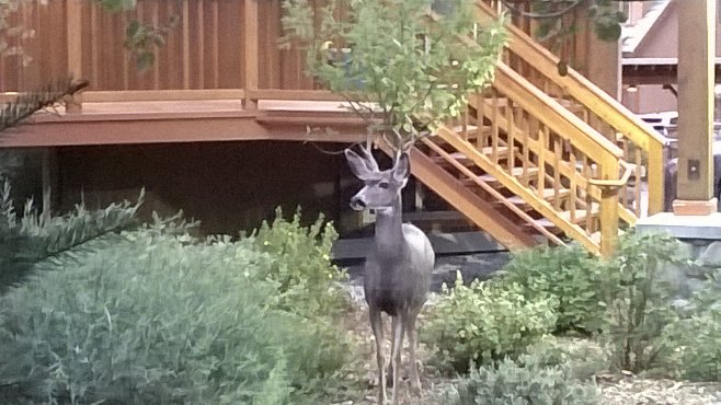 elk.jpg