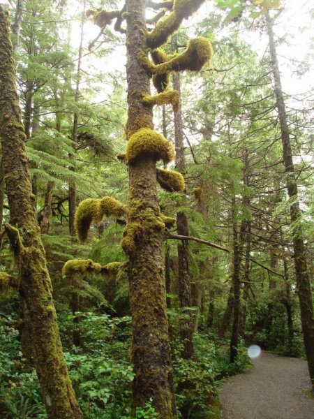 cathidralgrove3.jpg