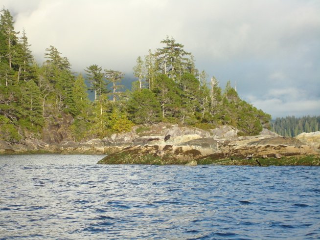 bearwatching4.jpg