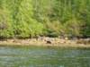 bearwatching6_small.jpg