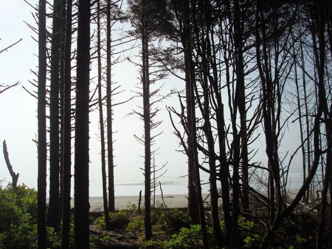 ucluelet3.jpg