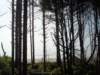 ucluelet3_small.jpg