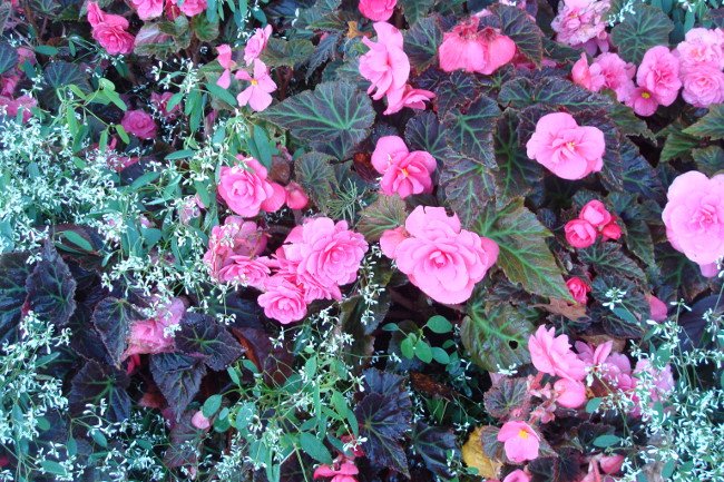 butchartgarden2.jpg
