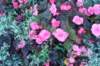 butchartgarden2_small.jpg
