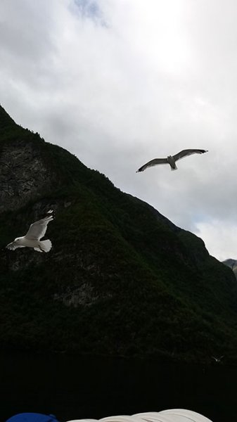 sognefiord24.jpg