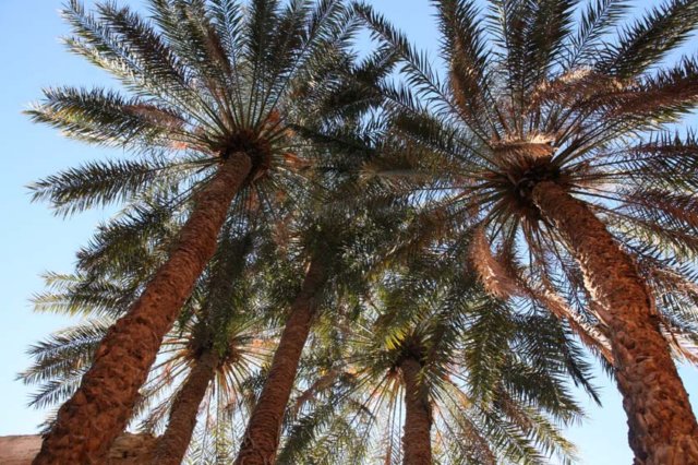 palme.jpg