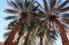 palme_small.jpg
