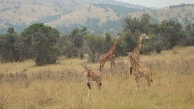 giraffe3.jpg