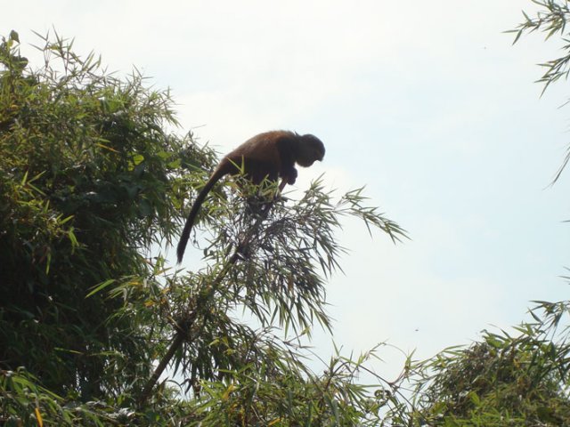 goldenmonkey2.jpg
