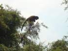goldenmonkey2_small.jpg