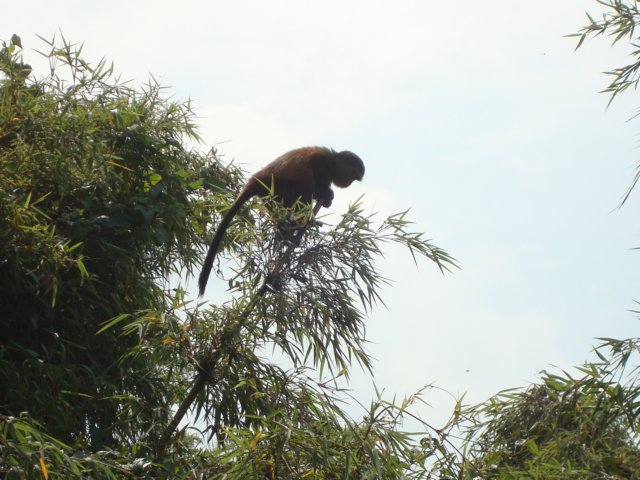 goldenmonkey5.jpg