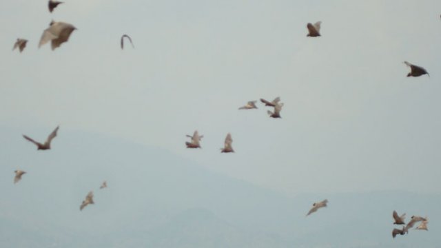 pipistrelli.jpg