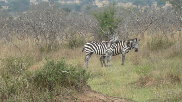 zebre.jpg