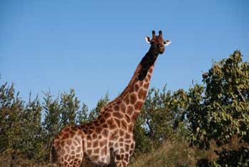 Giraffa-2