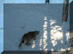 la lince