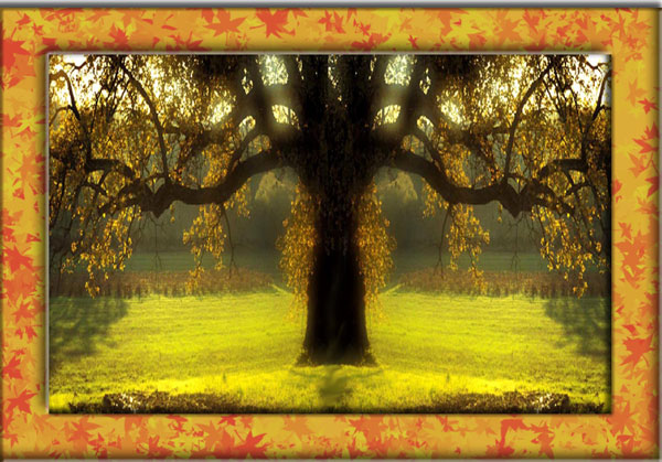 quercia