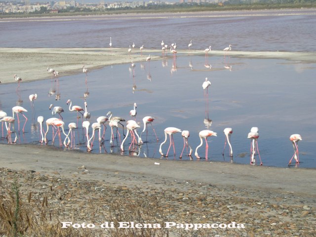 Saline di Quartu e Fenicotteri