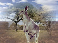 canguro