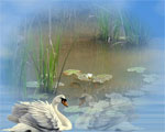 cigno