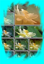 fiori
