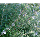 Mostra Rosmarino (fiori) Immagine
