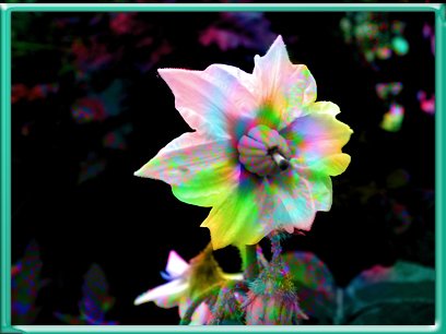 fiore
