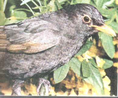 Merlo