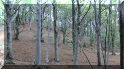parco5