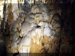 meduse