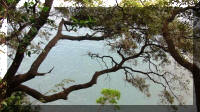 mare tra gli alberi