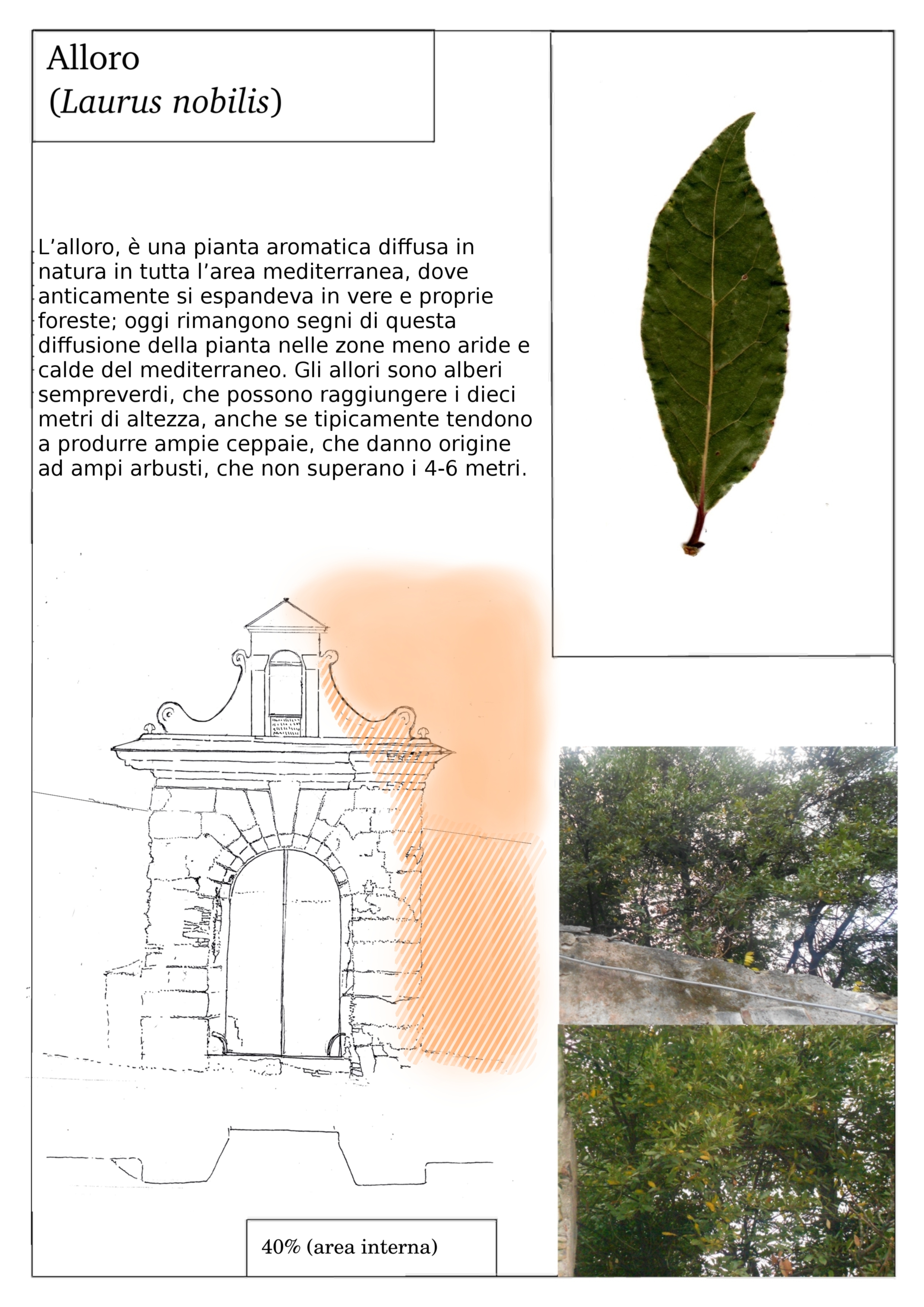 alloro