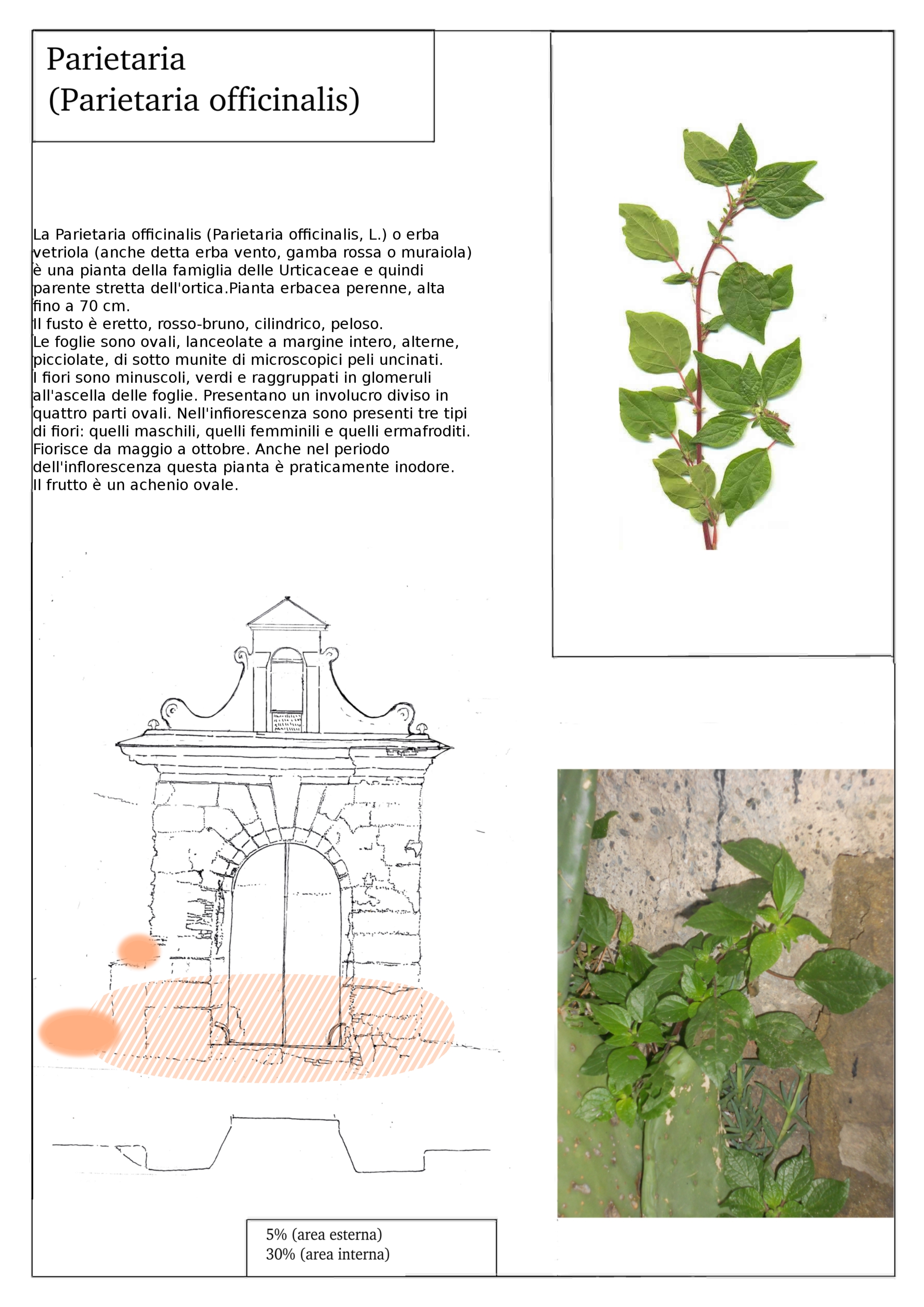 parietaria
